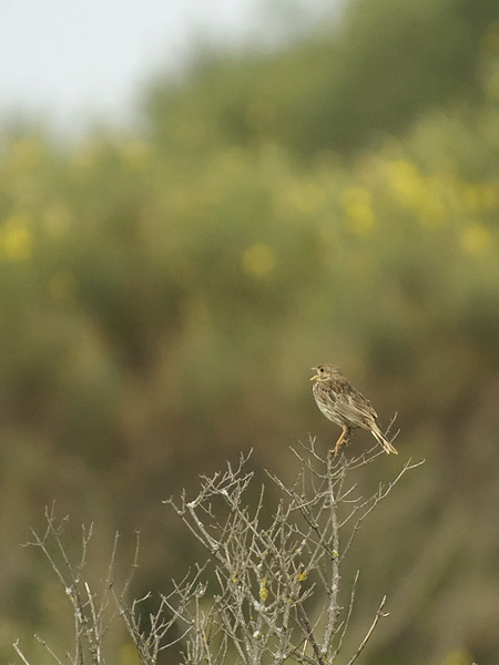 Harmaasirkku, Corn Bunting, Emberiza calandra
